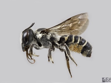 [Megachile georgica female thumbnail]